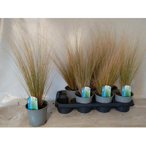 Stipa tenuissima ColorGrass Pony Tails 14Ø 55cm