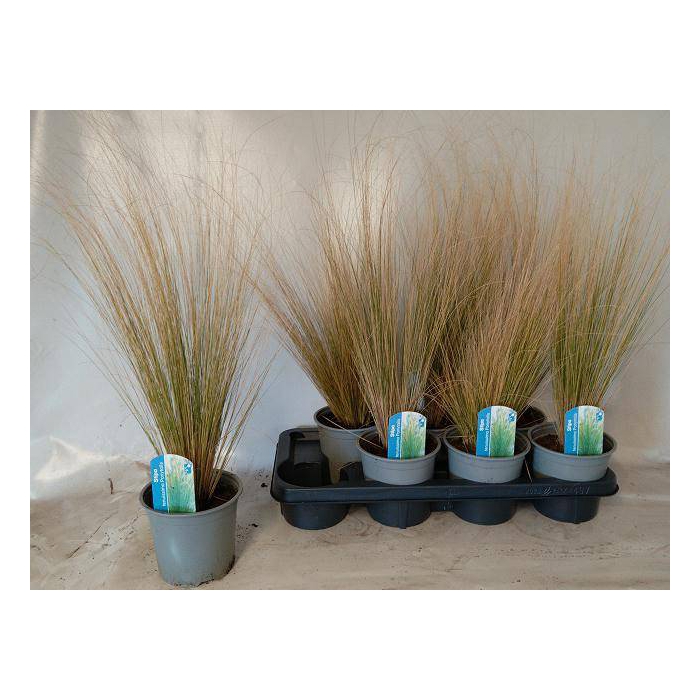 <h4>Stipa tenuissima ColorGrass Pony Tails 14Ø 55cm</h4>