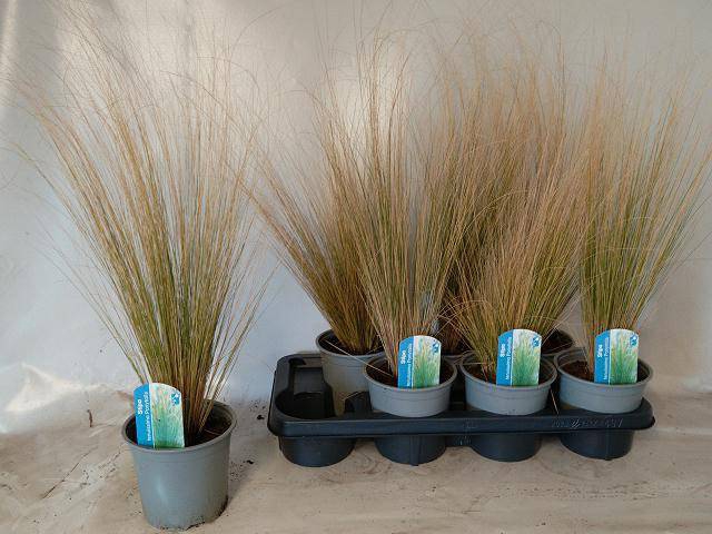 Stipa tenuissima ColorGrass Pony Tails 14Ø 55cm