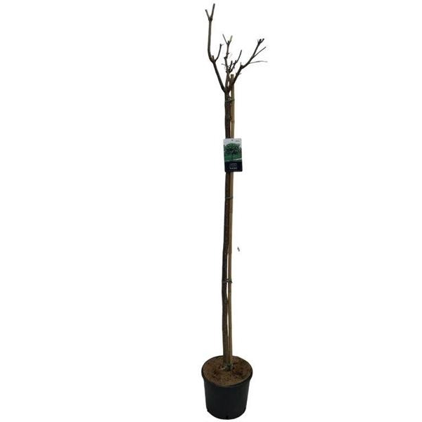 <h4>Catalpa big. 'Nana' stam 150 cm</h4>