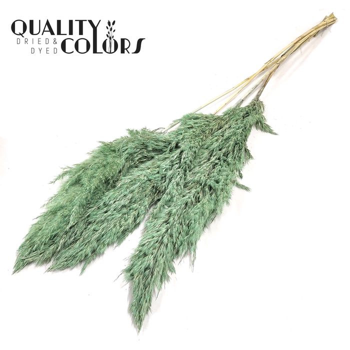 <h4>Pampas Grass 100cm 5st/bunch Frosted Mint Green</h4>