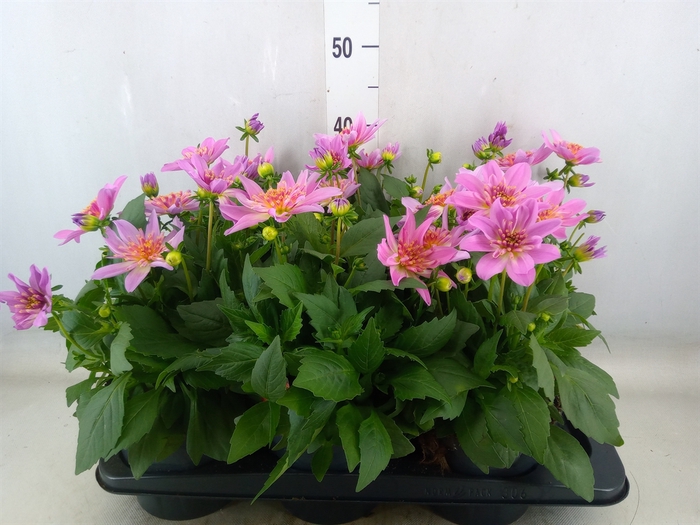 <h4>Dahlia   ...</h4>