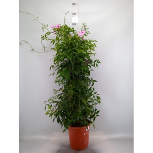 Pandorea jasminoides