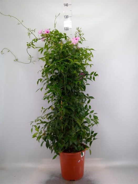 <h4>Pandorea jasminoides</h4>