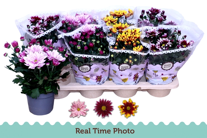 <h4>CHRYS GEM 2 KL BLOEM</h4>