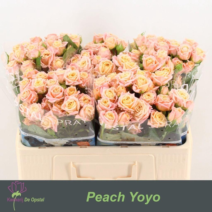<h4>Rosa spray peach yo-yo</h4>