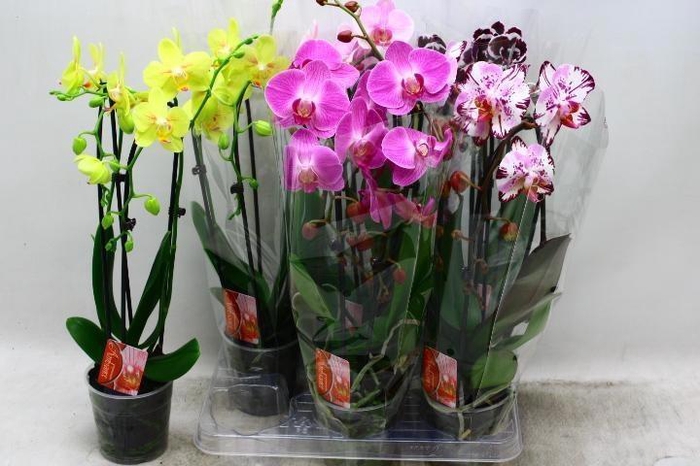 <h4>PHAL EL CASCADE</h4>