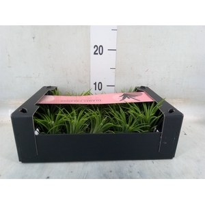 Tillandsia ionantha