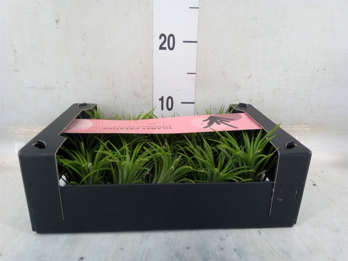 <h4>Tillandsia ionantha</h4>