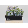 Oxypetalum Tweedia Blue