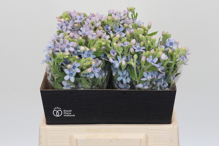 <h4>Oxypetalum Tweedia Blue</h4>