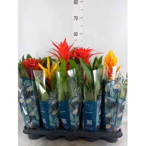 Bromelia   ...mix