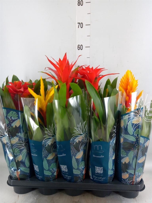 <h4>Bromelia   ...mix</h4>