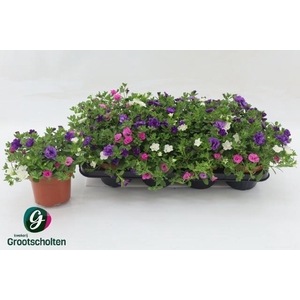 CALIB TR PETTICOAT