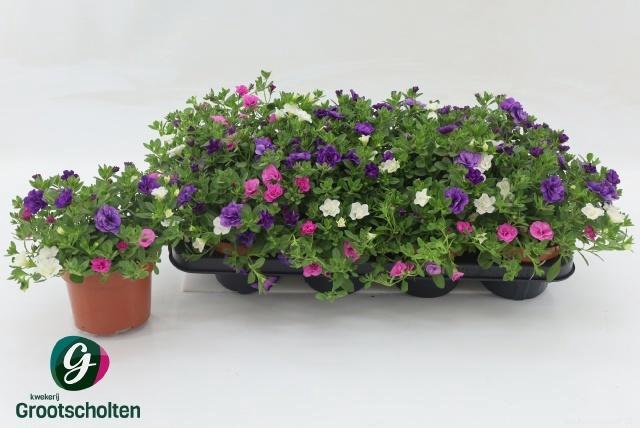 <h4>CALIB TR PETTICOAT</h4>