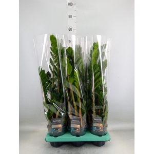 Zamioculcas zamiifolia 'Lima'