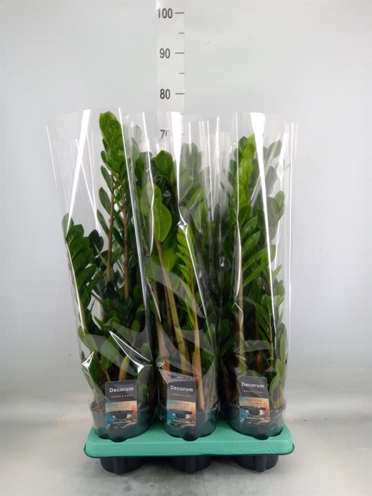 <h4>Zamioculcas zamiifolia 'Lima'</h4>