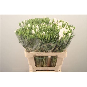Clarkia Am Gr White