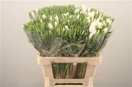 <h4>Clarkia Am Gr White</h4>