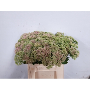 Sedum spectabile