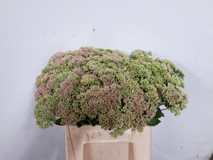 <h4>Sedum spectabile</h4>