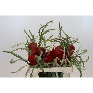 Banksia Speciosa Red