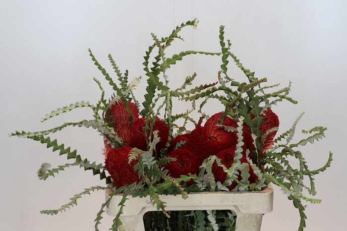 <h4>Banksia Speciosa Red</h4>