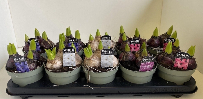 <h4>12 cm Hyacint Mixed in olijfgroene pot</h4>