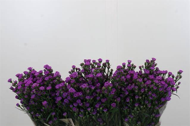 <h4>Aster baby pink</h4>