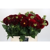 Dahlia Cognac Brandy