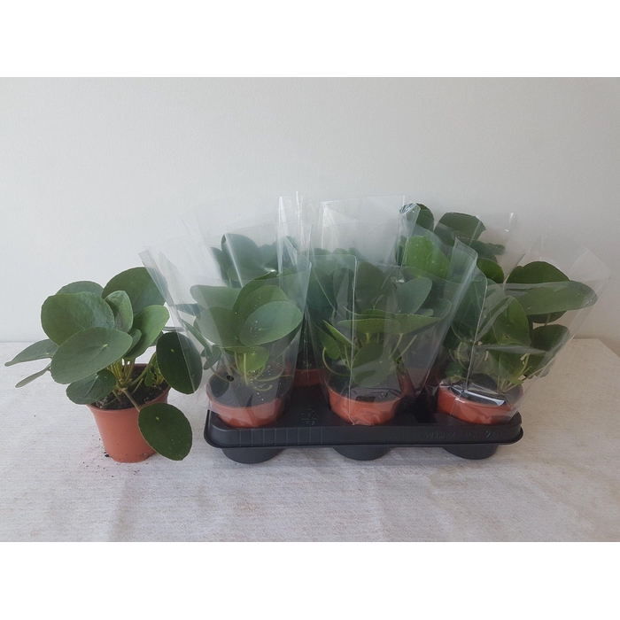 <h4>Pilea peperomoides 11Ø 20cm</h4>
