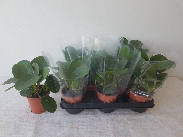 Pilea peperomoides 11Ø 20cm