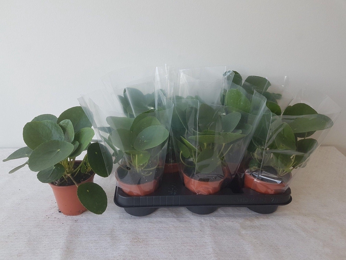 <h4>PILEA PEPEROMIOIDES</h4>