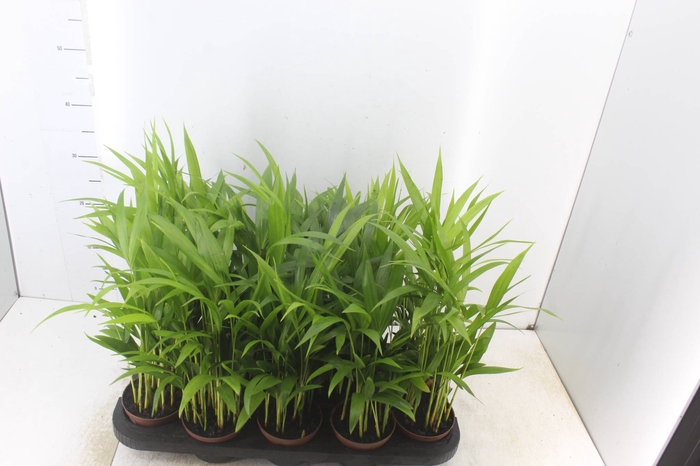 <h4>ARECA BAMBU P11</h4>