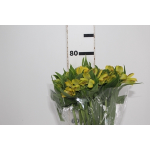 ALSTROEMERIA FLORIDA 080 CM