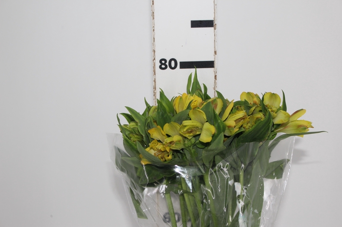 <h4>ALSTROEMERIA FLORIDA 080 CM</h4>