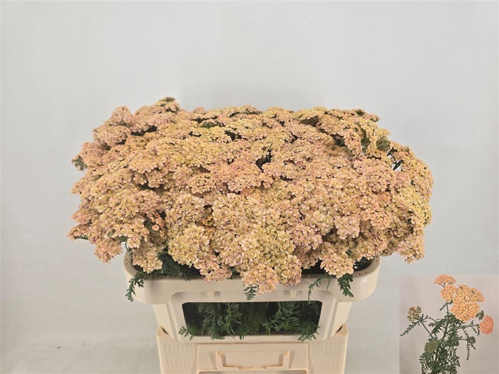 <h4>Achillea M Molly</h4>