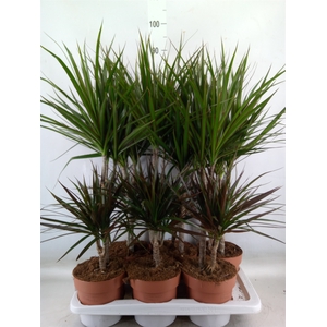 Dracaena   ...mix