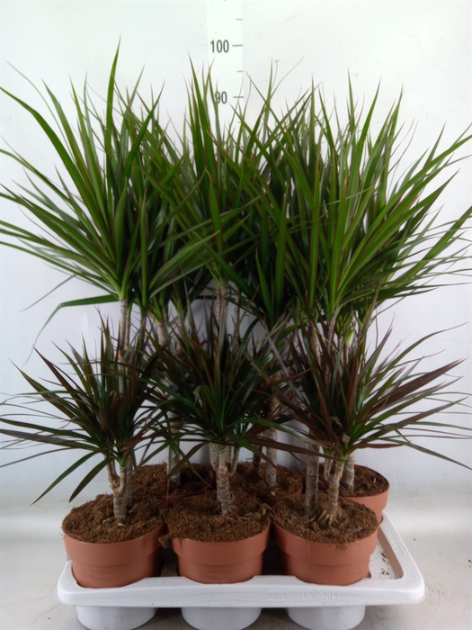 <h4>Dracaena   ...mix</h4>