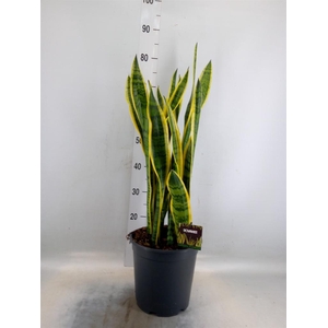 Sansevieria trifa. 'Laurentii'
