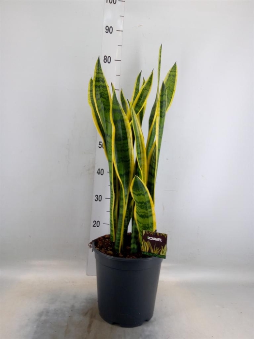 <h4>Sansevieria trifa. 'Laurentii'</h4>