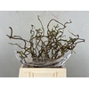 Corylus (1-jarig) 40/50cm