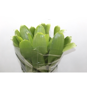 BROMELIA IMPERIAL P27 VERDE