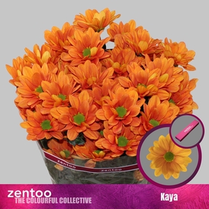 CHRYSANTHEMUM TR 'KAYA'