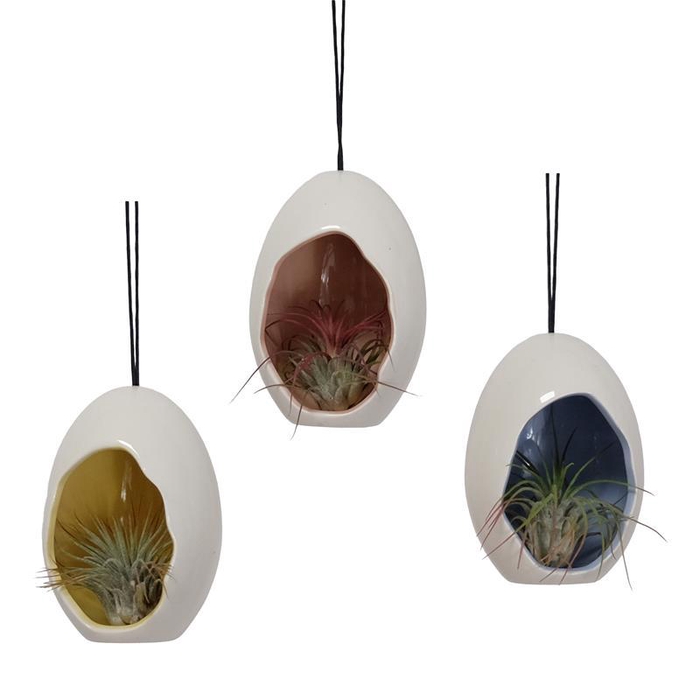 <h4>TILLANDSIA IONANTHA</h4>