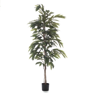 Af Ficus Alii Pot H150cm Green