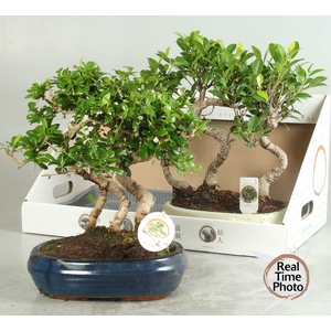 BONSAI GEM