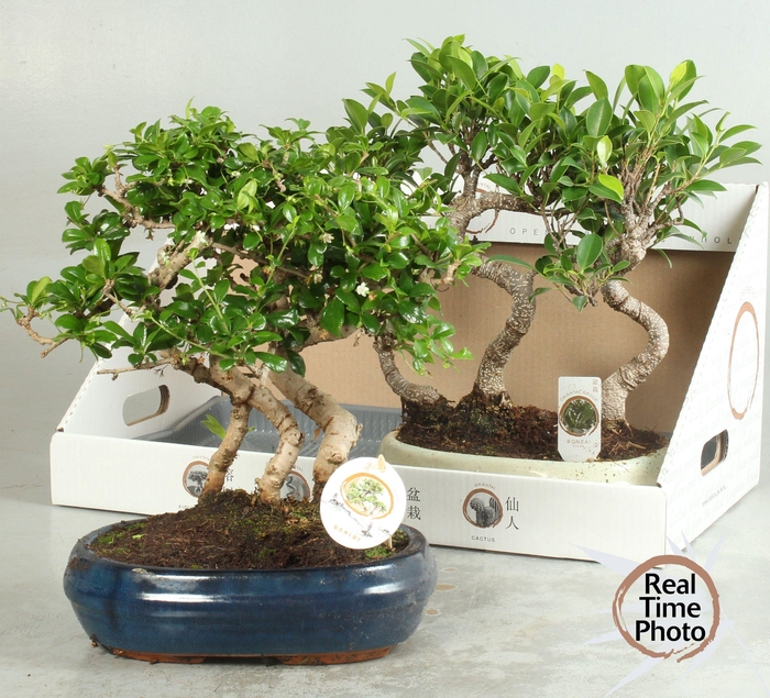 <h4>BONSAI GEM</h4>