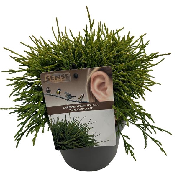 <h4>Chamaecyparis p. 'Sungold' sense</h4>