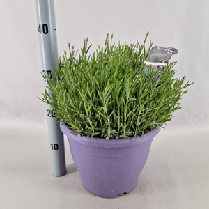 Lavandula angus. 'Essence Pure'